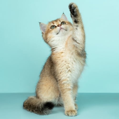 Adopta un hermoso gato